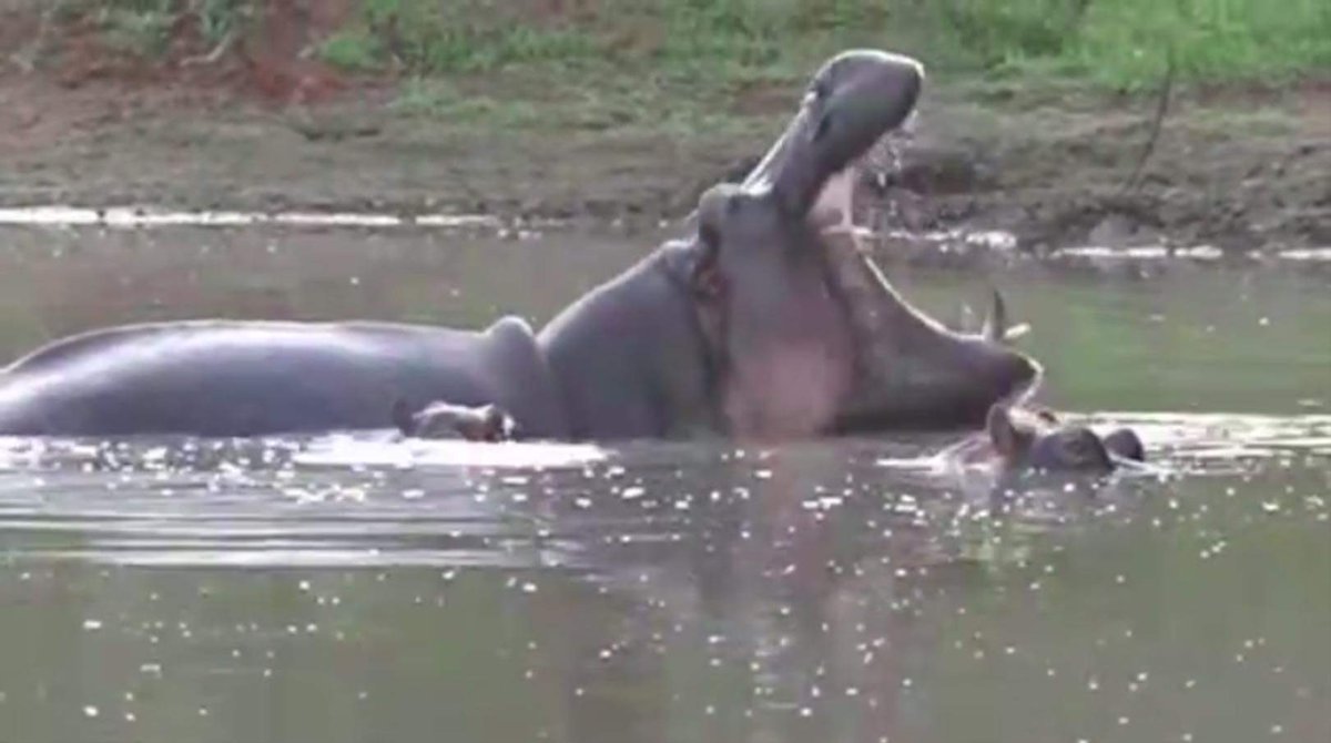 The hippo family at Puff Adder Dam on the May 24, 2023 @painteddogtv sunset drive with Joffers, Andrew, and @matthew_gie (Wium in FC) #PDTV #RietspruitGameReserve