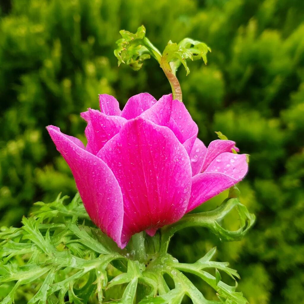 Freshness in our garden 🌷
.
.
.
#bohemianliving #bohemianhouse #bohemiangarden #bohemianvibe #bohemianhouses #bohovibes #boholifestyle #bohemianhome #bohohippie #bohohome #bohoinspiration #bohoinspo #bohoinspired #bohemianinspo #bohemianinspiration #bohemianinspired #hippieh…