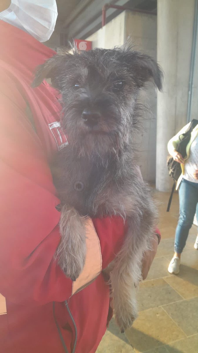 TransMilenio's tweet photo. ¡Atención un amigo de cuatro 🐕 patas llegó al Portal Sur!

Si alguien 🥺 lo reconoce o sabe a quién pertenece, estará con nuestro equipo de gestores hasta las 11:30 a.m. 🙋‍♂️

Luego de esa hora, tendrá que ir a un hogar de paso. 😦 https://t.co/rIHUK0QKuq