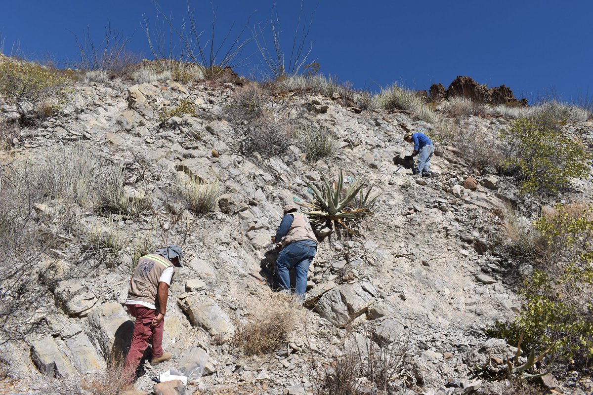 PaleontologiaM's tweet photo. Paleontólogos trabajando en mares del Cretácico. Formación Taraises en Sierra de Parras #Coahuila #amonites https://t.co/hivPOrMlhl