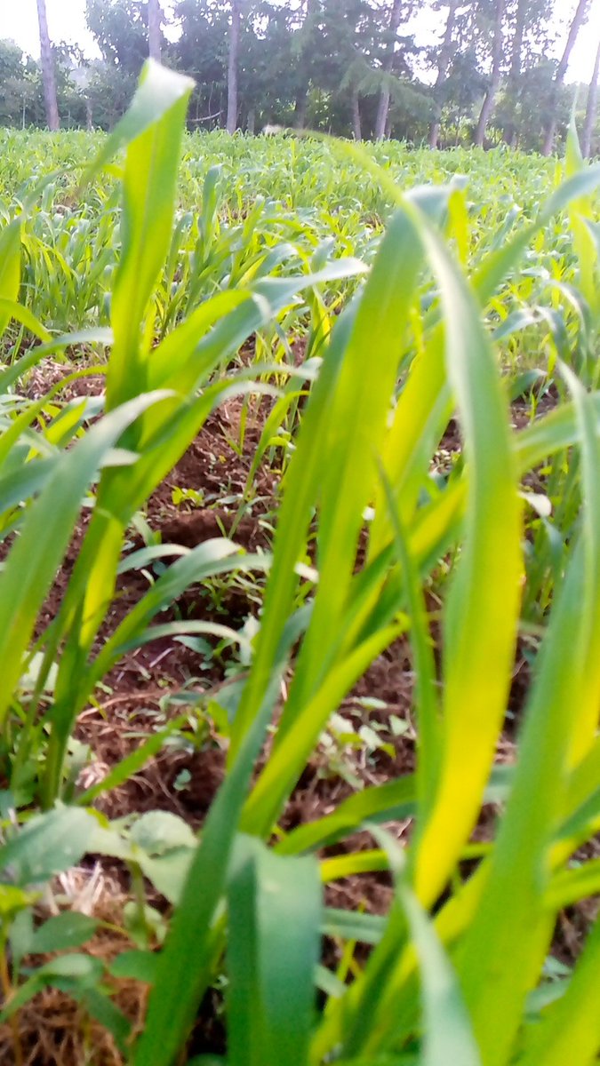 Sorghum for silage making