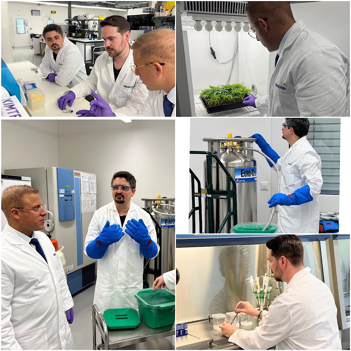 MediCrops's tweet photo. We're extremely excited about our promising future and what MediCrops can bring to healthcare and to wider society. Our scientists will start operating in the new lab, carrying out cutting-edge research that supports our Growth Through Innovation strategy. Iop https://t.co/SrfXIqKU27