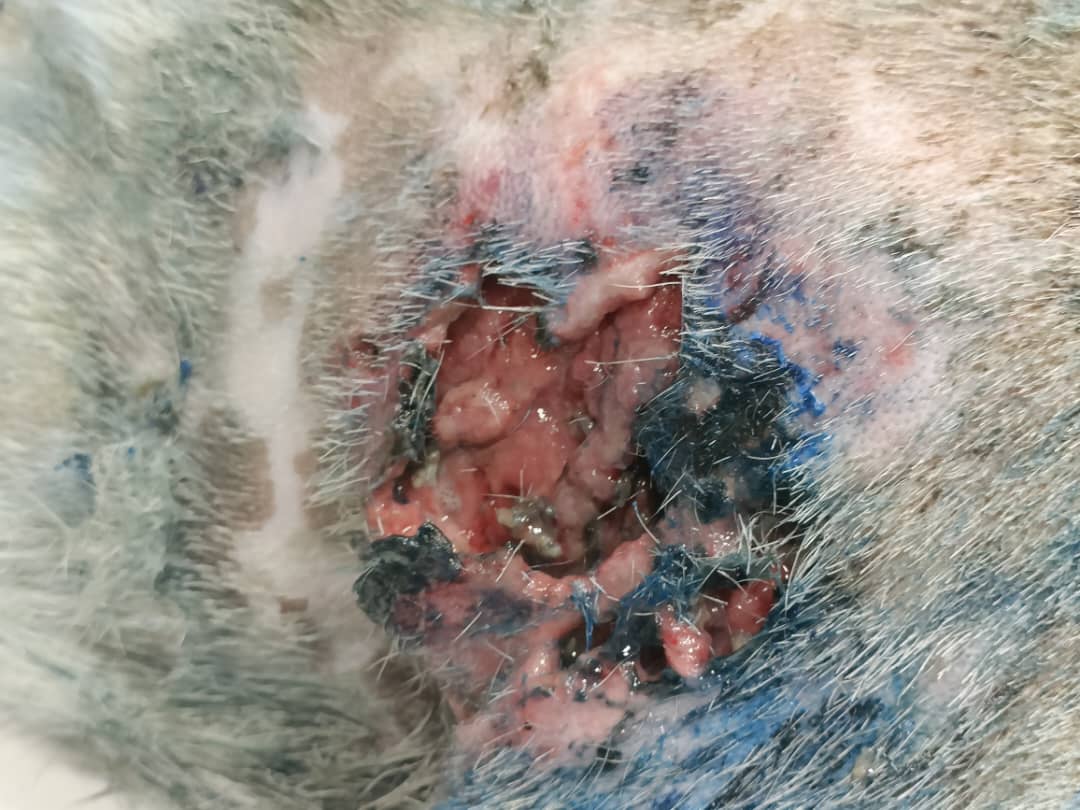 🚨EMERGENCY APPEAL🚨 Richie has been hit by a car. The pain he must be in is unimaginable. Yet nobody stopped to help him. He was left to suffer alone. He's being rushed to the vet &amp; urgently needs donations for his treatment. Can you help? 🙏🏽

HOW TO DONATE:
➡️ Donation form: