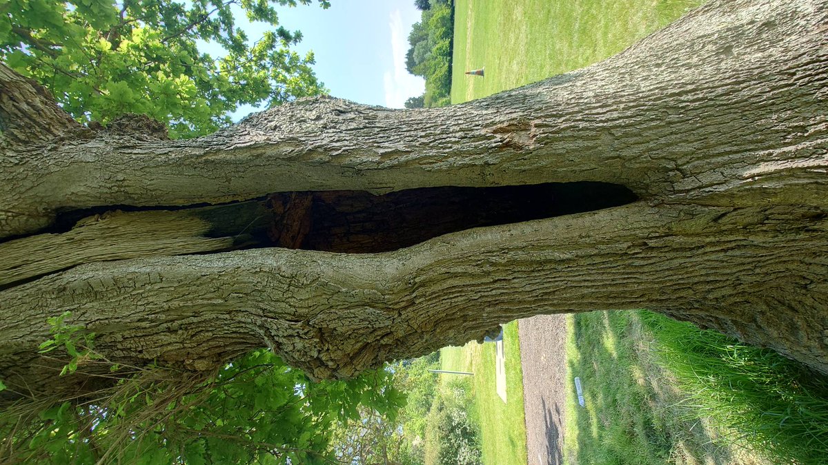 ApexSoil's tweet photo. A lovely day out on the Isle of Wight In beautiful sunshine to help a lovely hollow oak in Fairlees park, post a water pipe installation 

We injected 250kgs of enriched biochar sequesting 750kgs if CO2 in the process

#apexsoilsolutions #savingtrees #mightyoak #treesofinatagram https://t.co/dWy0IpSCzt