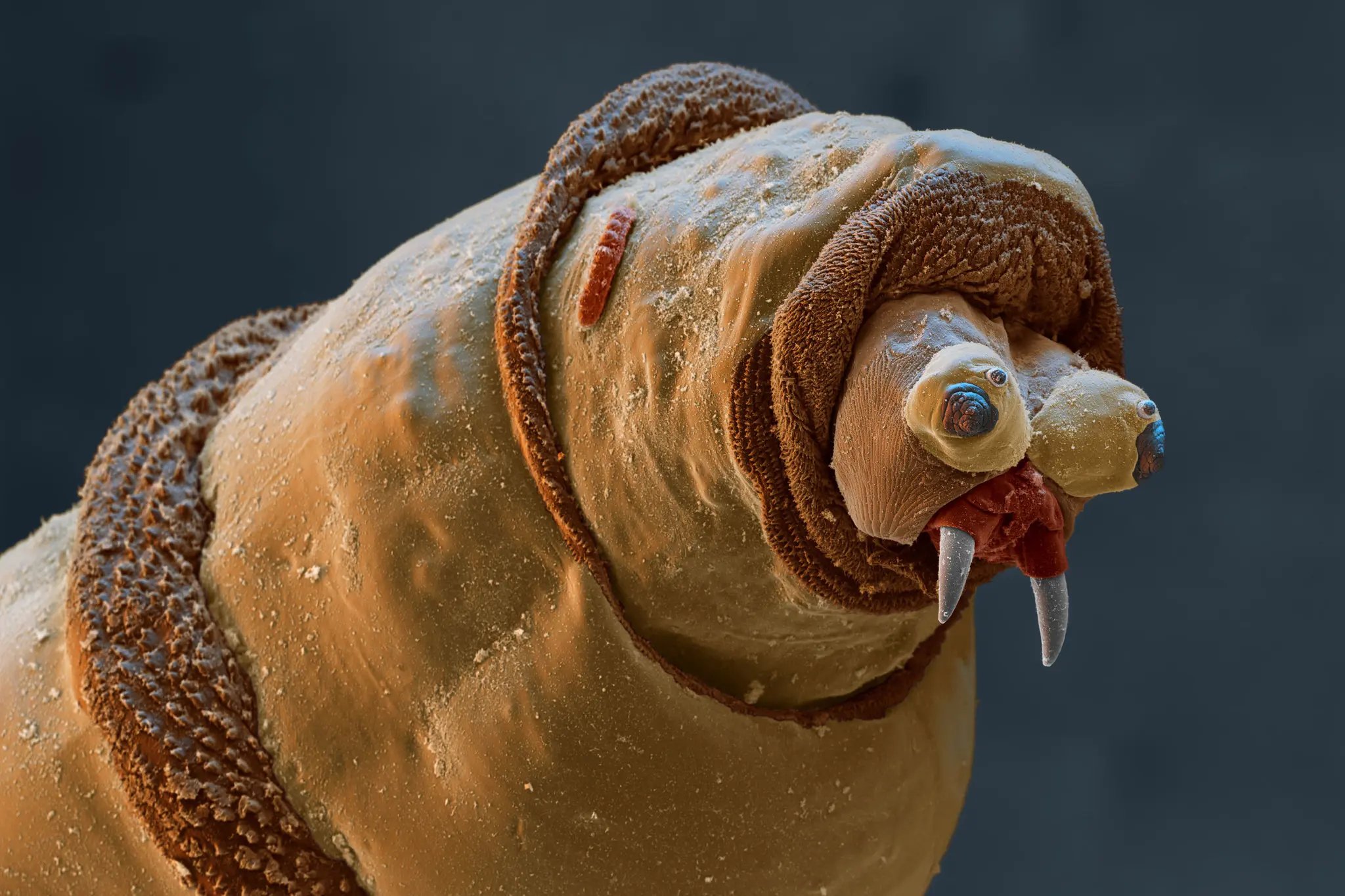 Benji Jones on X: OK, sorry, but maggots are kind of cute close up? This  bluebottle fly larva looks like a sad Pixar monster. (Via Eye of  Science/Science Source)  / X