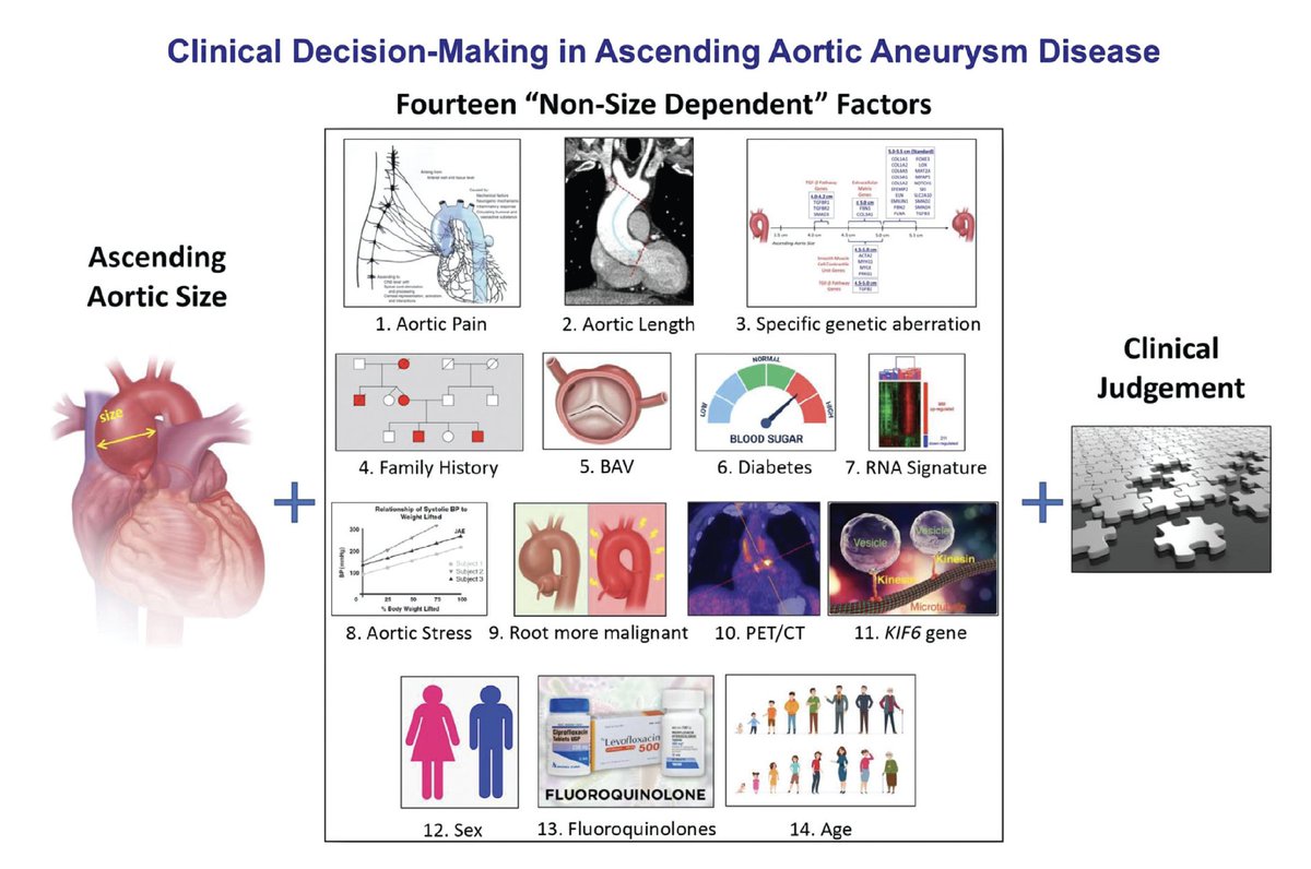 We rely on aortic size for decisions regarding the dilated ascending aorta. Our newest paper identifies 14 non-size factors that should also be brought to bear. thieme-connect.com/products/ejour…