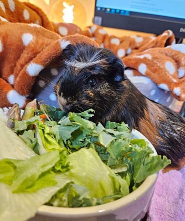 Colleagues and people using our New Spenser Ward services have welcomed two new members of the team, three-month old guinea pigs, Cookie and Fig. Cookie and Fig are living on the ward, and everyone is enjoying lots of cuddles and play time.