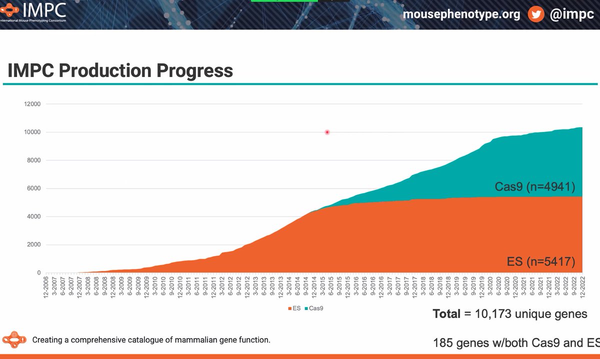 How many 🐁 genes have we helped knock out? Well... just a few 😁(as of today, 8481 total knockout genes phenotyped) mousephenotype.org
