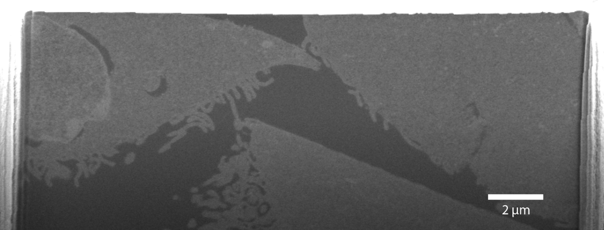 EMC_PlymUni's tweet photo. Today we had a biology and marine Science #workshop, showing how SEM & TEM may support this research & aid future projects for academics and students🔬
Below is a cross section through activated M1 #macrophages cut and #imaged today using our @zeiss_micro Crossbeam 550 FIB-SEM! https://t.co/oqpPH0nblI