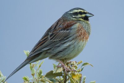 #Bruant zizi (Emberiza cirlus)
oiseaux.net/oiseaux/bruant…