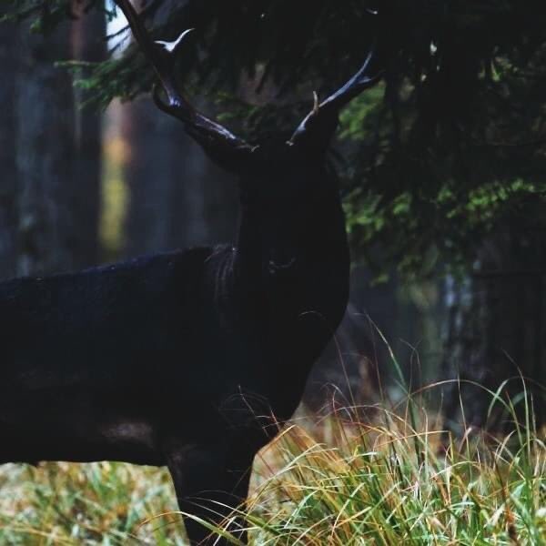 Black fallow deer, photographed in Barycz Valley, Poland.