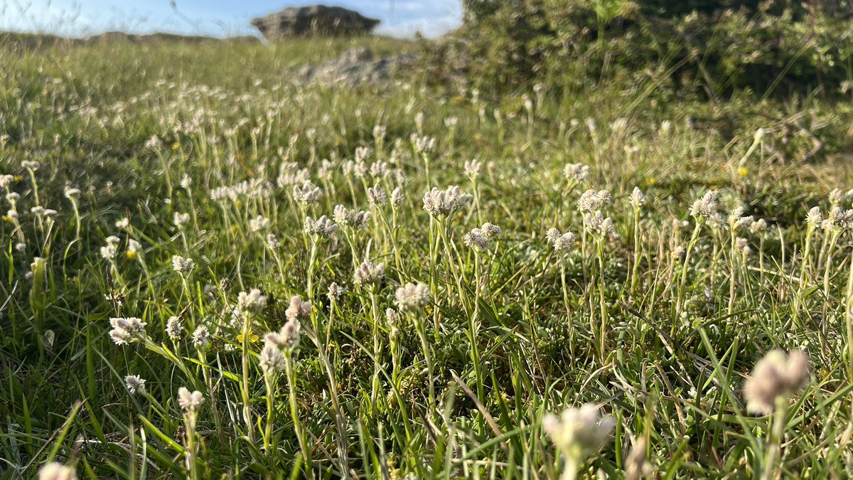 thenewgalaxy's tweet photo. 24/5/23 Cumbria - Jemima found a large patch of leaves up on #HuttonRoof in the New Year that she proudly identified as Mountain Everlasting (Antennaria dioica). We revisited the spot today and were left absolutely gobsmacked by what we found! #wildflowerhour https://t.co/aMmFm9MXRe