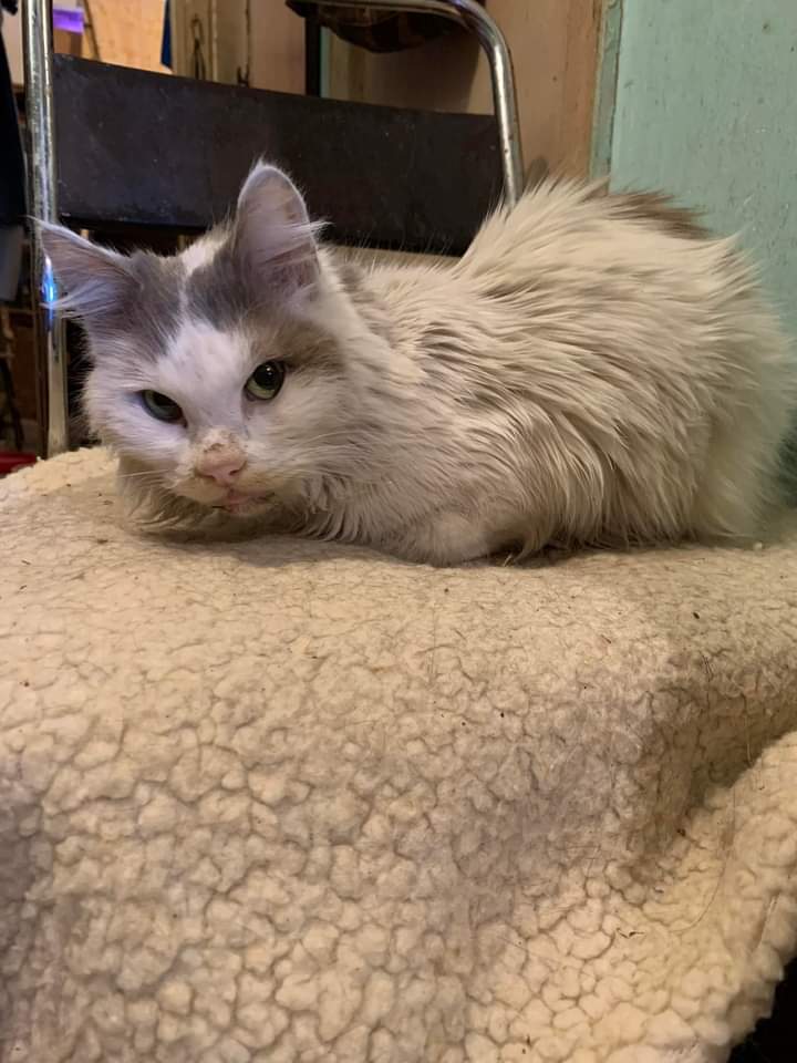 Bea on Twitter "RT catsanct A cat got lost in a woman's yard. It