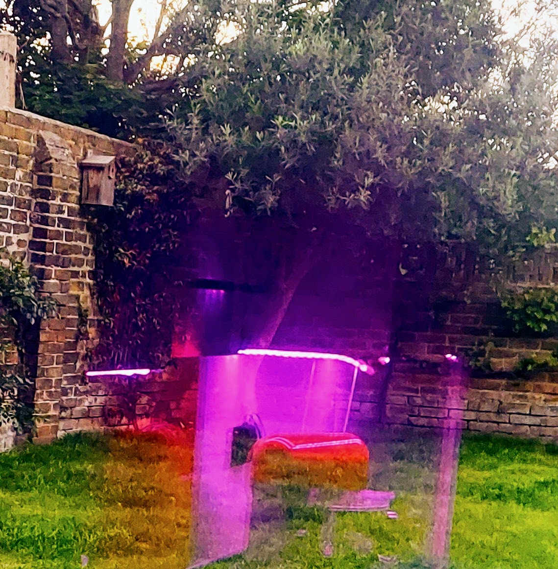 Our garden