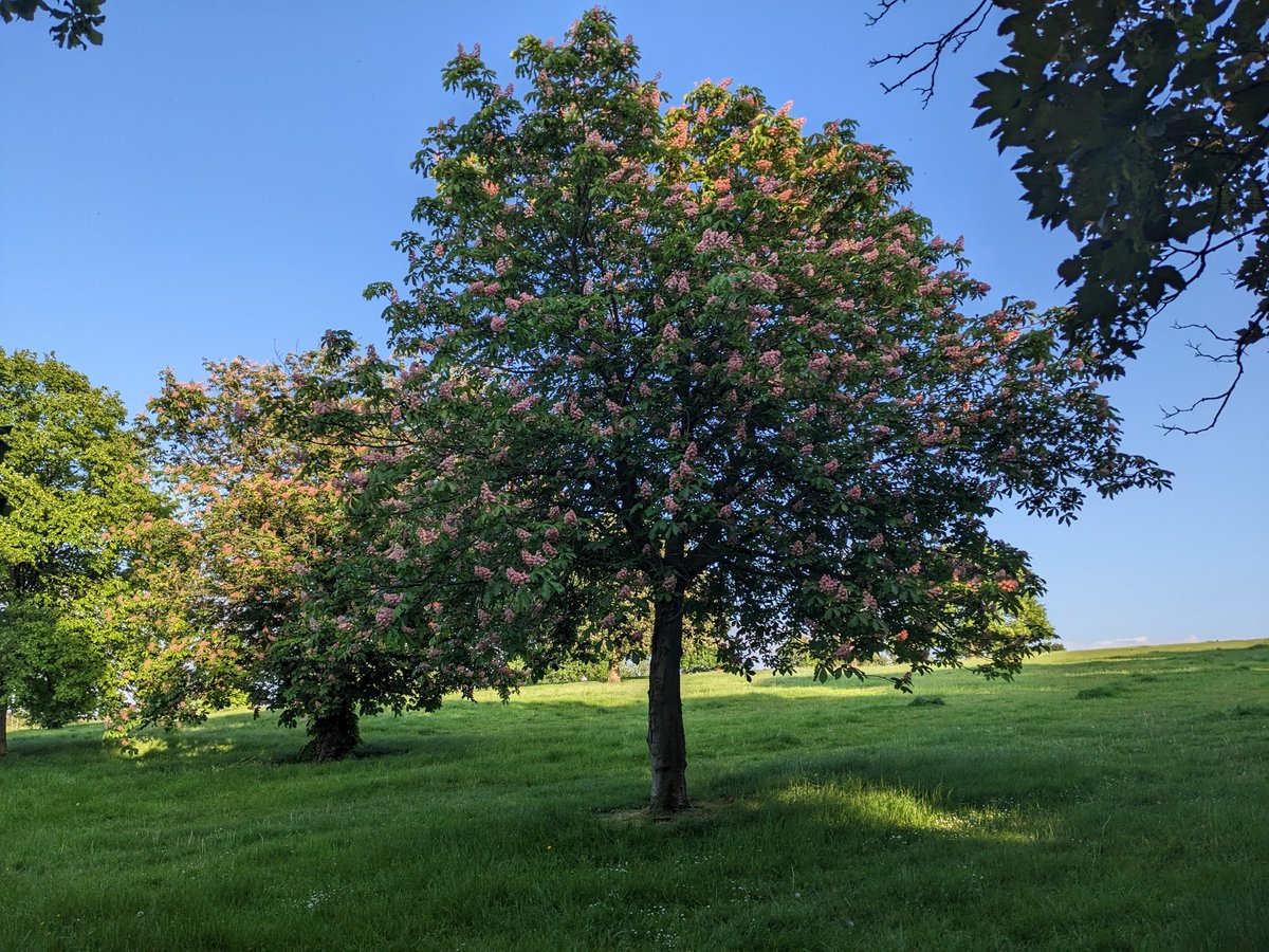 My first #treeoftheday from Blythe Hill, South London.