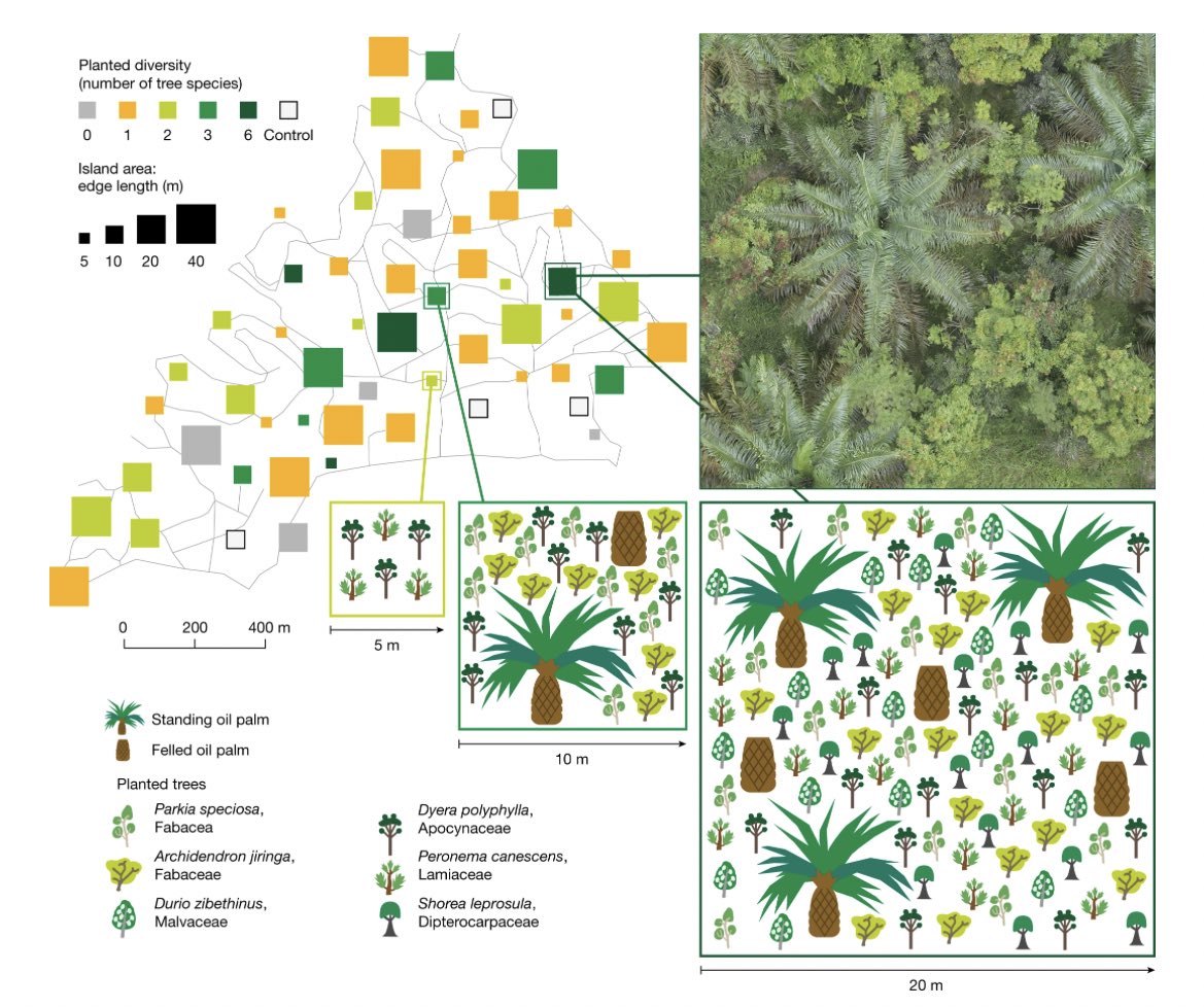 ClaraZemp's tweet photo. We show ecological restoration in #palmoil without yield loss. 

Check out the paper just out in @NaturePortfolio : 

Tree islands enhance biodiversity and functioning in oil palm landscapes
https://t.co/w7nvAV3N7p https://t.co/TZqnM247Te