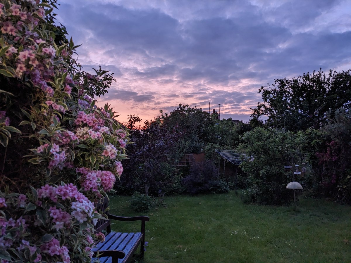JamesNClements's tweet image. Lovely light in the back garden.