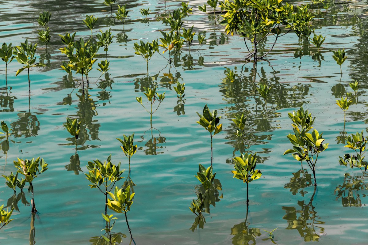TwinBirchUSA's tweet photo. For every Twin Birch order, three mangrove trees are planted in Madagascar.🌳

This helps revive natural habitats, prevent erosion, extracts CO2 from the air, &amp; supports locals with fair wages. So far, we've planted 227 trees.

Order now &amp; make an impact: https://t.co/HmkuTfAf9O https://t.co/eeUGOTA93s