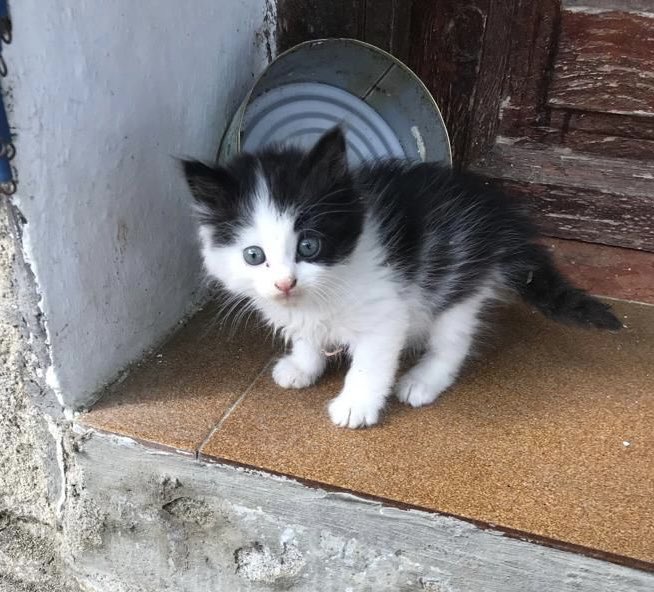 NagoreSuarez's tweet photo. Este gatito está buscando casa 🥺. Tiene un mes aprox. y es macho. Está en Ávila pero se puede traer a Madrid y alrededores. Agradezco RT para que llegue a más gente. https://t.co/05BQEuub6m