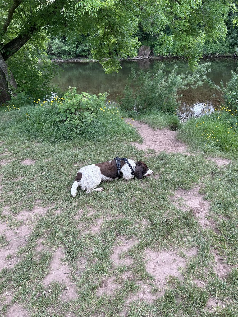 Some photos from our weekly walking group. So lucky to work in such a beautiful area🌳🌸 🐶