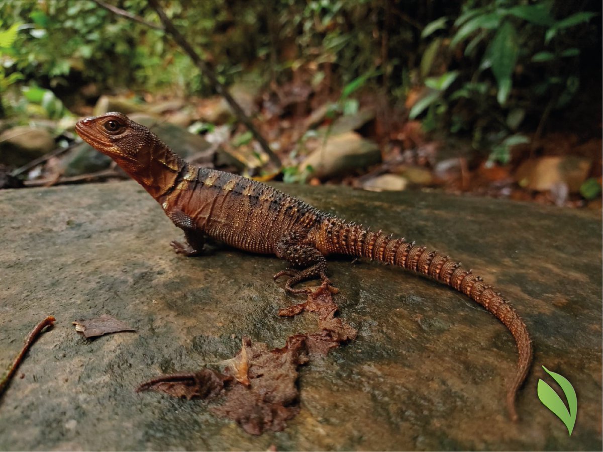 FundacionFidal's tweet photo. 🍃#VerdEcuador | Sumérgete en esta aventura digital y conoce más sobre la cordillera del Kutukú. Su gran biodiversidad de la zona se debe a que se encuentra parcialmente aislada de los Andes y a la influencia amazónica.

📌 Lee todos los detalles 📲 https://t.co/G9YB9A8ZoY https://t.co/jsx9SYbnrT