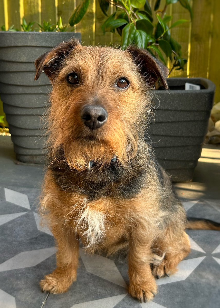 NEWBIE! 😍 I know I’m supposed to be slowing down howeverrrrrr, when a terrier needs some #BankHolidayWeekend walkies after being let down by someone else how can I possibly resist?! 🥰 Very happy to be stepping in to look after little Maisie! 💚🐾 #PawprintsforMiles #Haslemere