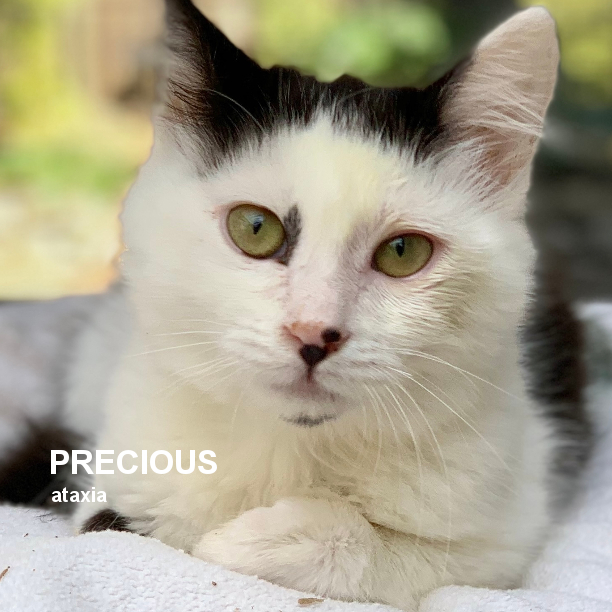 Precious  is 1 year 7 months-old and the typical playful kitten. She’s also a lap  kitten, where she’ll sleep all day if you let her. Precious has  moderate-to-severe ataxia but gets around just fine. Precious  prefers human attention over cat/kitten attention. 
#snapcats #chcats
