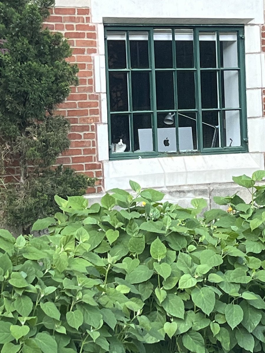 sxgada's tweet photo. this cat is my punxsutawney phil like if he’s in the window as i’m walking to class i know i’m gonna have a good day https://t.co/TuCOYg3M1N