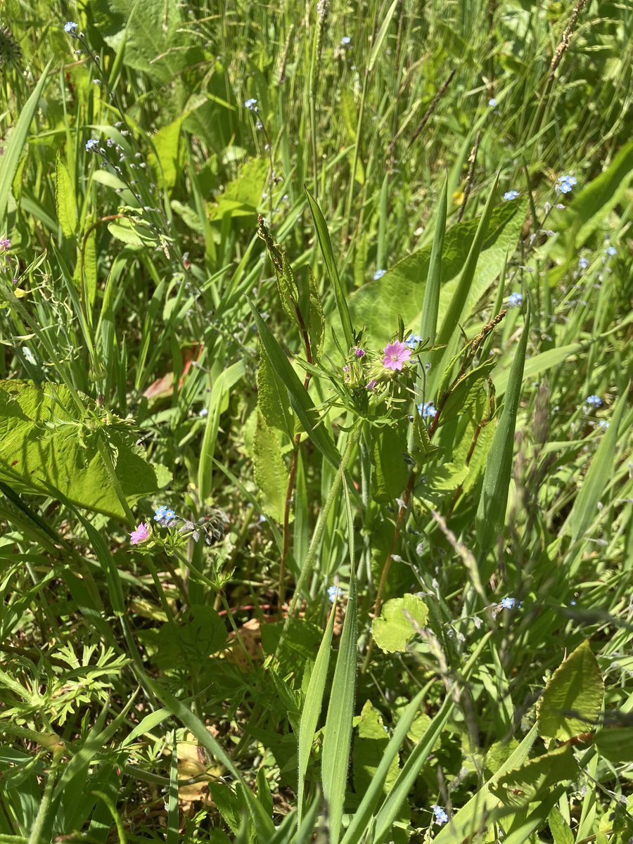 Wildflowers are increasing at #WilderNunwell, forget-me-not, wild carrot, buttercup, red clover, cut-leaved cranesbill, oxeye daisy, cuckooflower, chickweed, hawksbeard and hairy vetch in one field. So interesting to see the site evolving and nature returning #rewilding