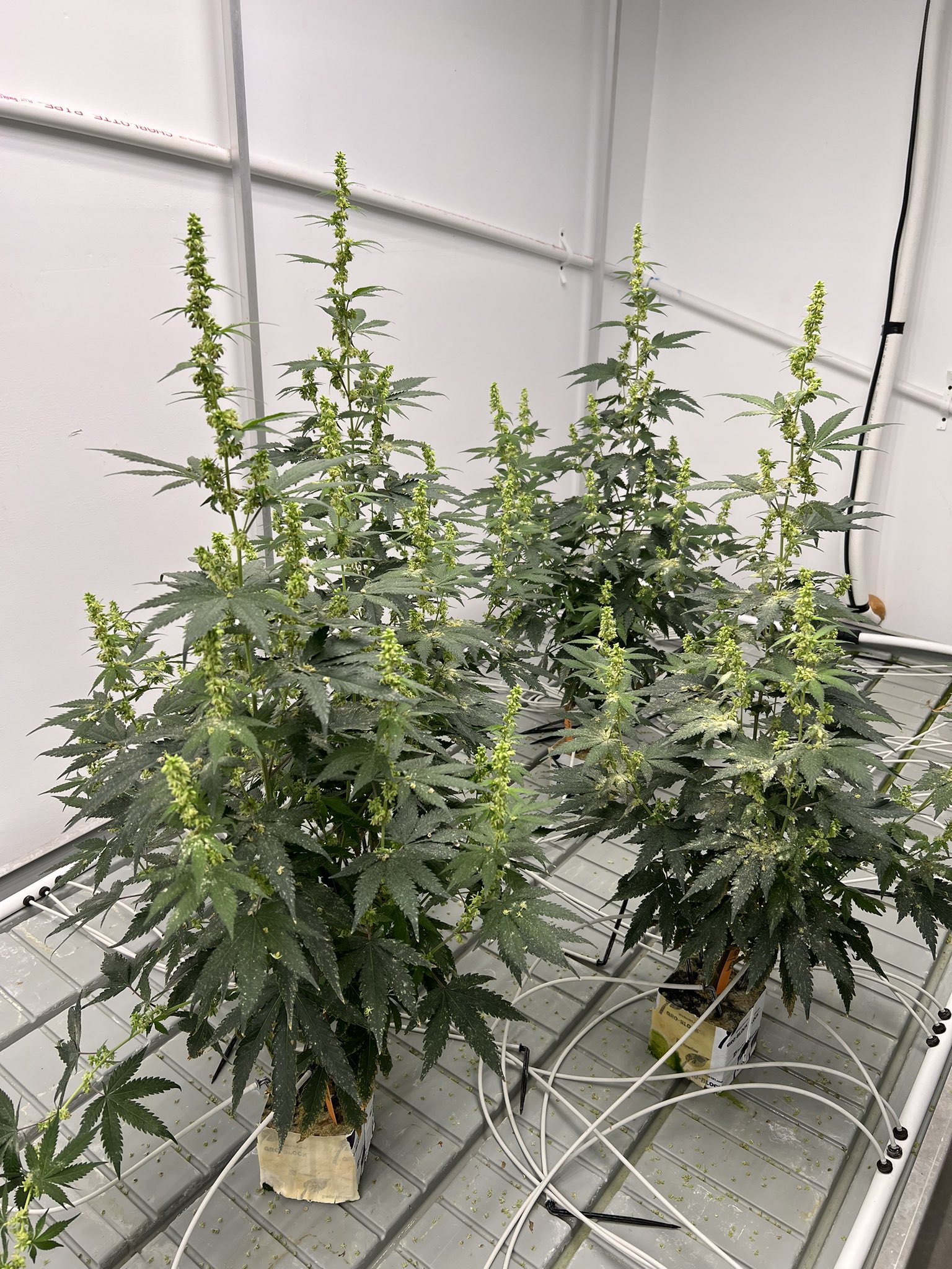 Serge_Cannabis on Twitter "Making magic today My Stud of Gary Payton x