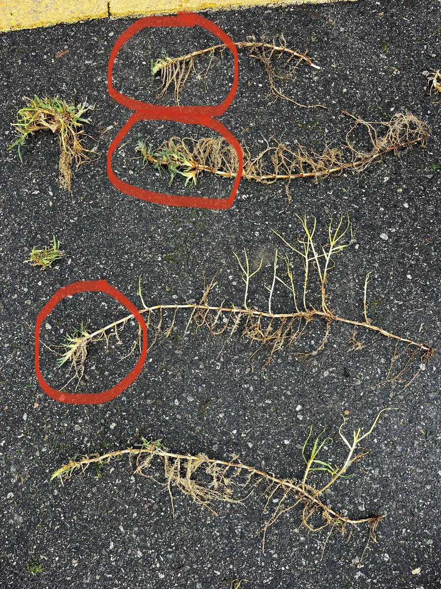 Tightening up those internodes on Kikuyugrass #IfYouKnowYouKnow This grass amazes me