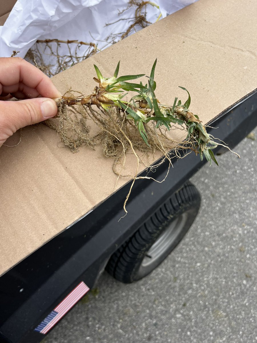 scotdey's tweet image. Tightening up those internodes on Kikuyugrass #IfYouKnowYouKnow This grass amazes me