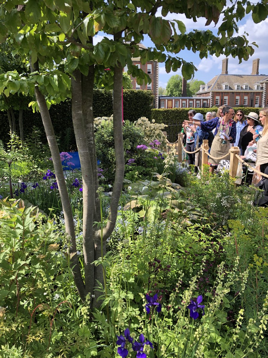 Peter AFreeman (@peterafreeman) on Twitter photo <a href="/BrainAppeal/">The National Brain Appeal</a> #RareSpaceGarden looked absolutely fabulous today. Thoroughly deserved it’s Gold 🎖️ and Best in show. Perhaps that’s just the Queen Square magic at work again. #ABI #RDS <a href="/BrainAppeal/">The National Brain Appeal</a> #RareSpaceGarden looked absolutely fabulous today. Thoroughly deserved it’s Gold 🎖️ and Best in show. Perhaps that’s just the Queen Square magic at work again. #ABI #RDS