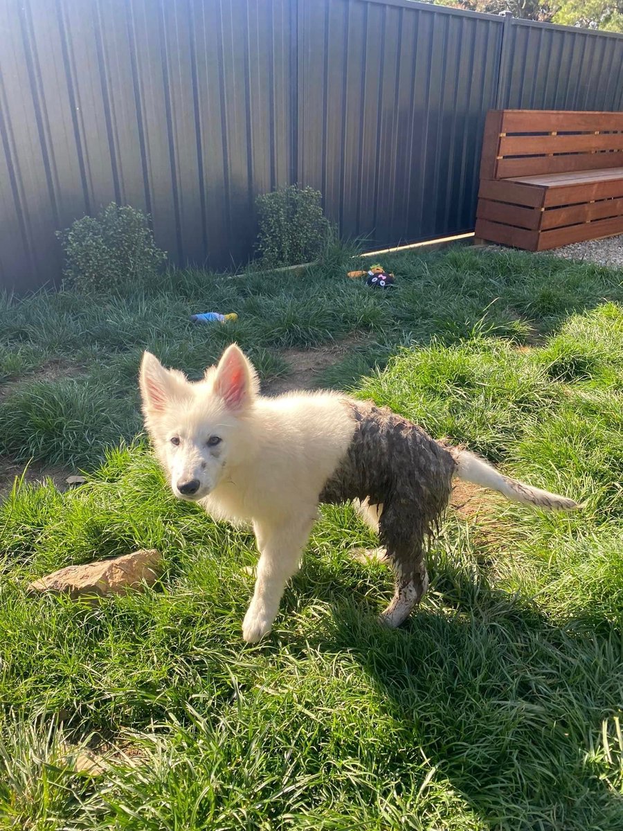 WeRateDogs tweet media