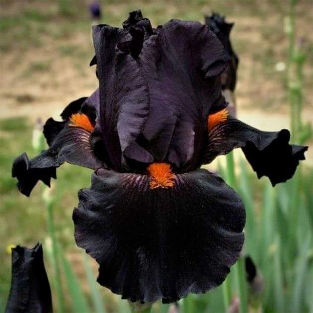 #WorldDraculaDay Dracula's Kiss Iris 🖤