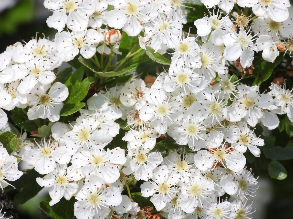 Hawthorn beginning to turn. Should be tons of berries in autumn