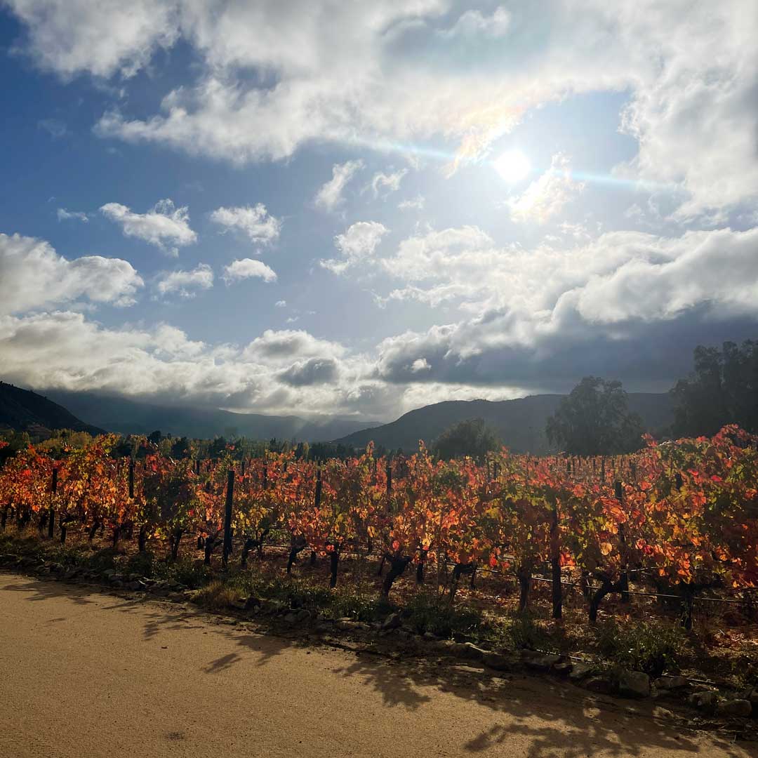 Descubre la belleza cautivadora de nuestro paisaje en la viña. Sumérgete en una experiencia única, donde la viticultura se fusiona con la esencia de la naturaleza.
Cada rincón de nuestra bodega es un deleite para los sentidos.

¡Déjate maravillar por la naturaleza que nos rodea!