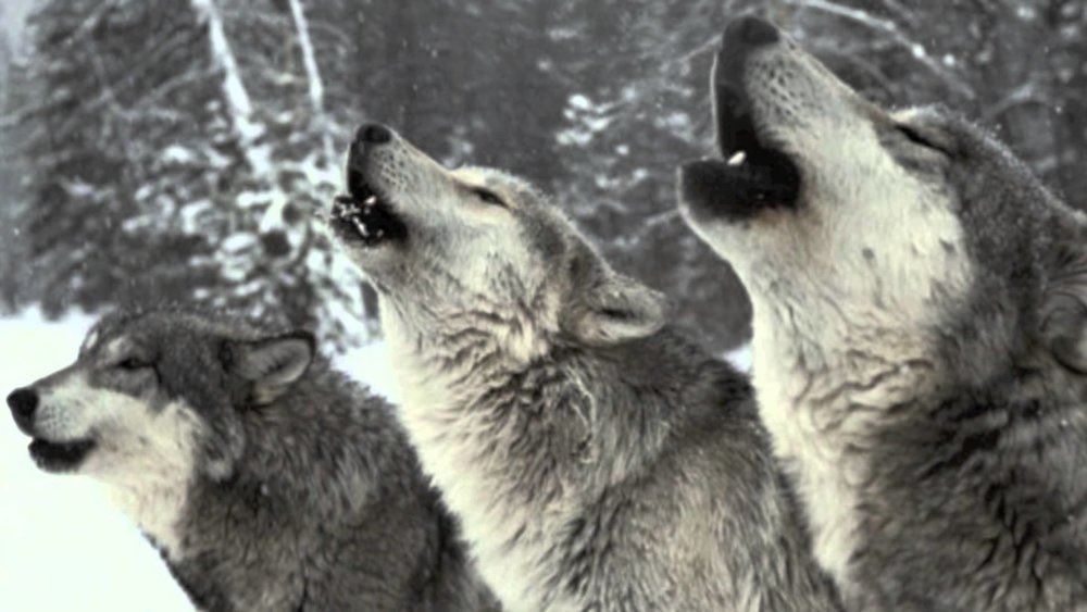 Congratulations to ALL the PACK for completing another year! Good luck to our graduates! Thank you for your leadership! Thank you to ALL the Staff, Teachers, and Coaches who make it ALL work! The PACK is STRONG! Looking forward to next year! <a href="/DavenportWolves/">DHS Wolves Athletics</a> <a href="/Davenport_HS/">Davenport High School</a>