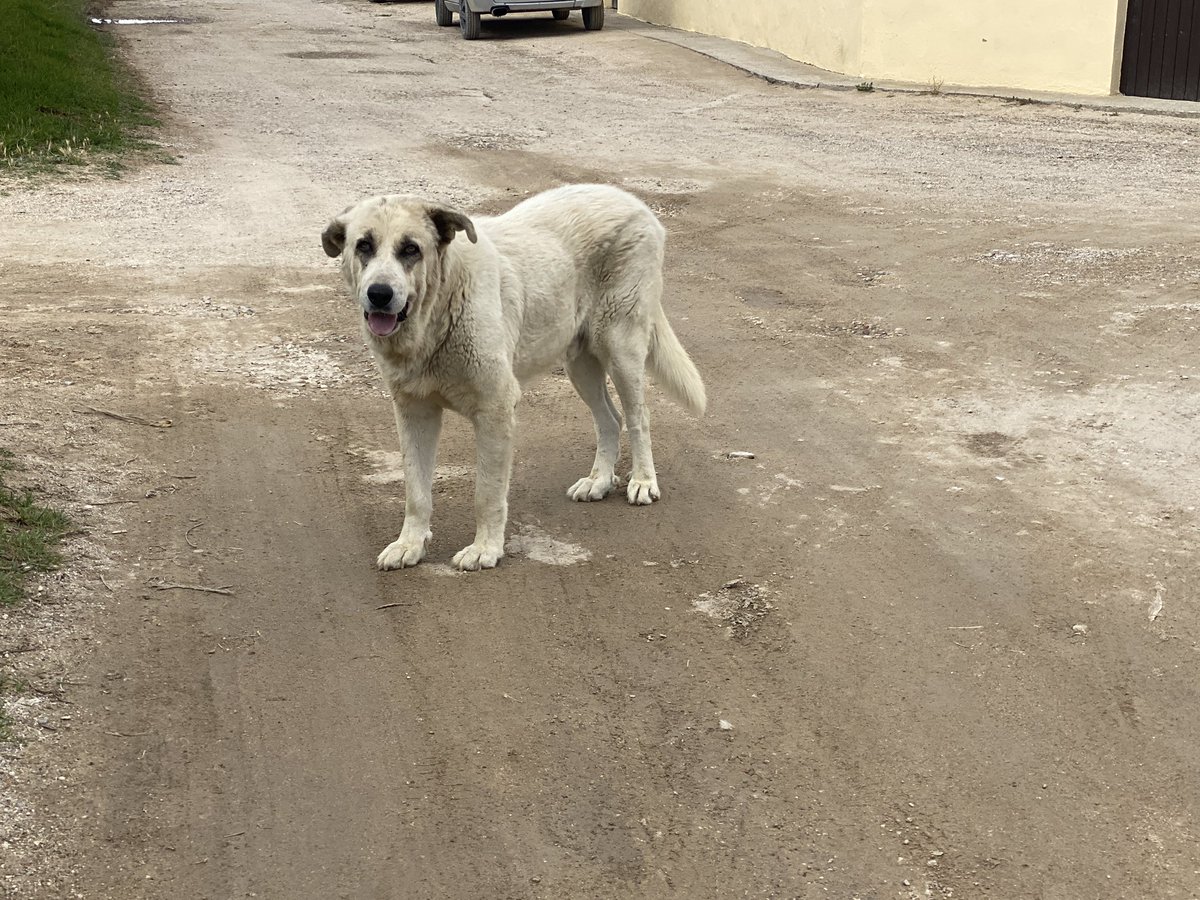 Fütterung der Straßentiere ist auch erledigt. Der Hund bekommt auch immer die Überbleibsel vom Grillen. Die Katzen werden mit Nassfutter verwöhnt. Morgen will Ilona Hühnchen für die kleinen machen.