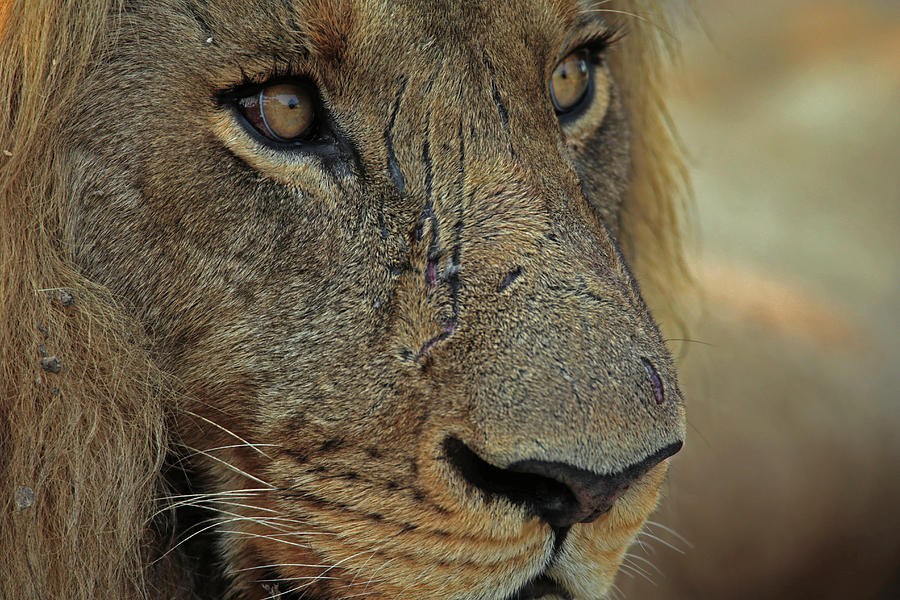 When they tell my story, I don't want them to remove the flaws, the rejection, or the wounds. Without them, there is no motivation, no fuel to fight, and no reason to overcome. Without the ugliness of wounds, there are no scars... and without scars, there is no story.