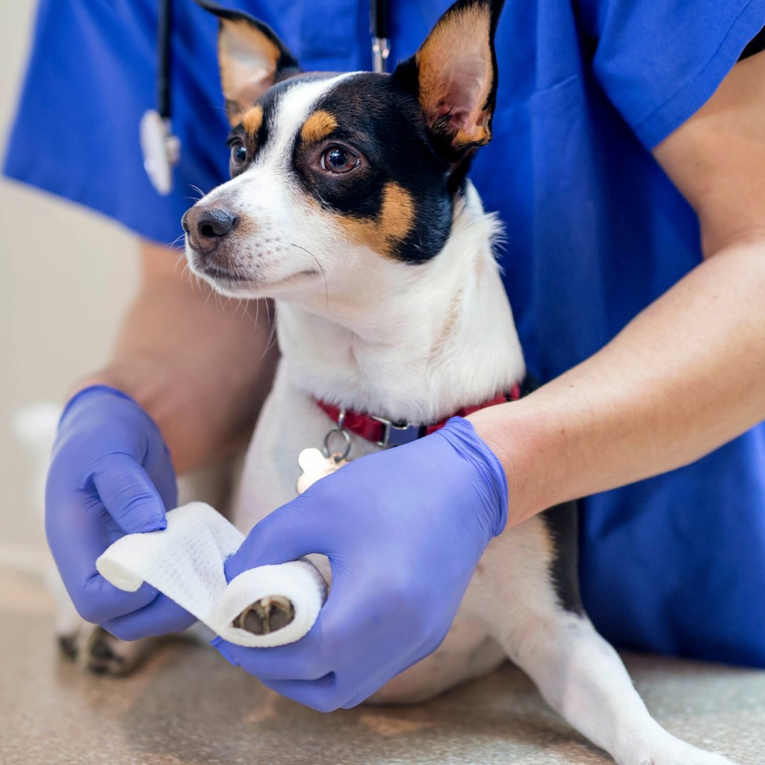 A doggy first aid kit can be an essential tool to have on hand in case of an emergency. If you're not sure what to put in this kit, ASPCApro has a great list: aspcapro.org/resource/how-m… #dogparentlife