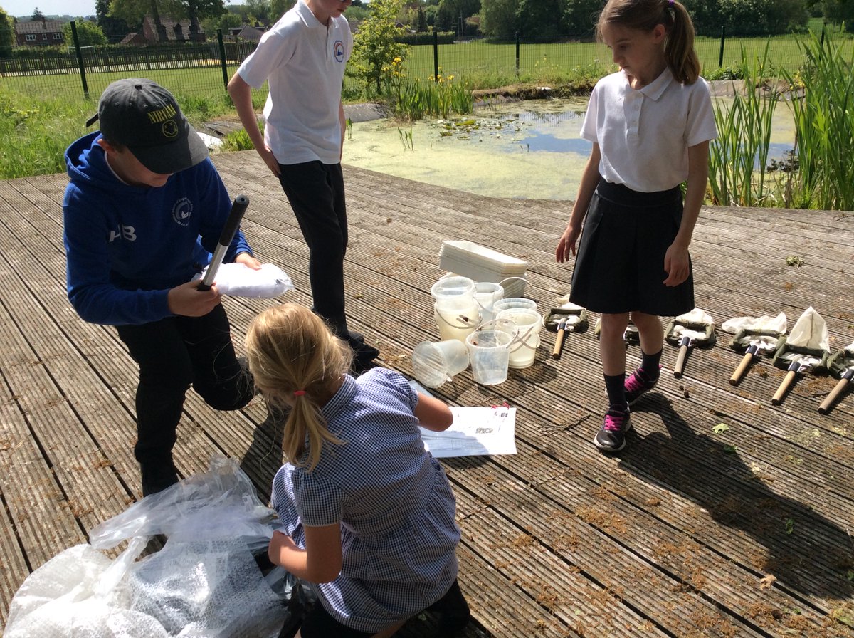 NectonY2's tweet image. The Necton Primary Eco-council were up at the pond today checking the equipment and trying out the new long-handled pond dipping nets and field study guides donated by our lovely FOSA parents group. We caught 5 baby newts in one sweep! Thanks FOSA! 🦎🐸@NectonPrimary