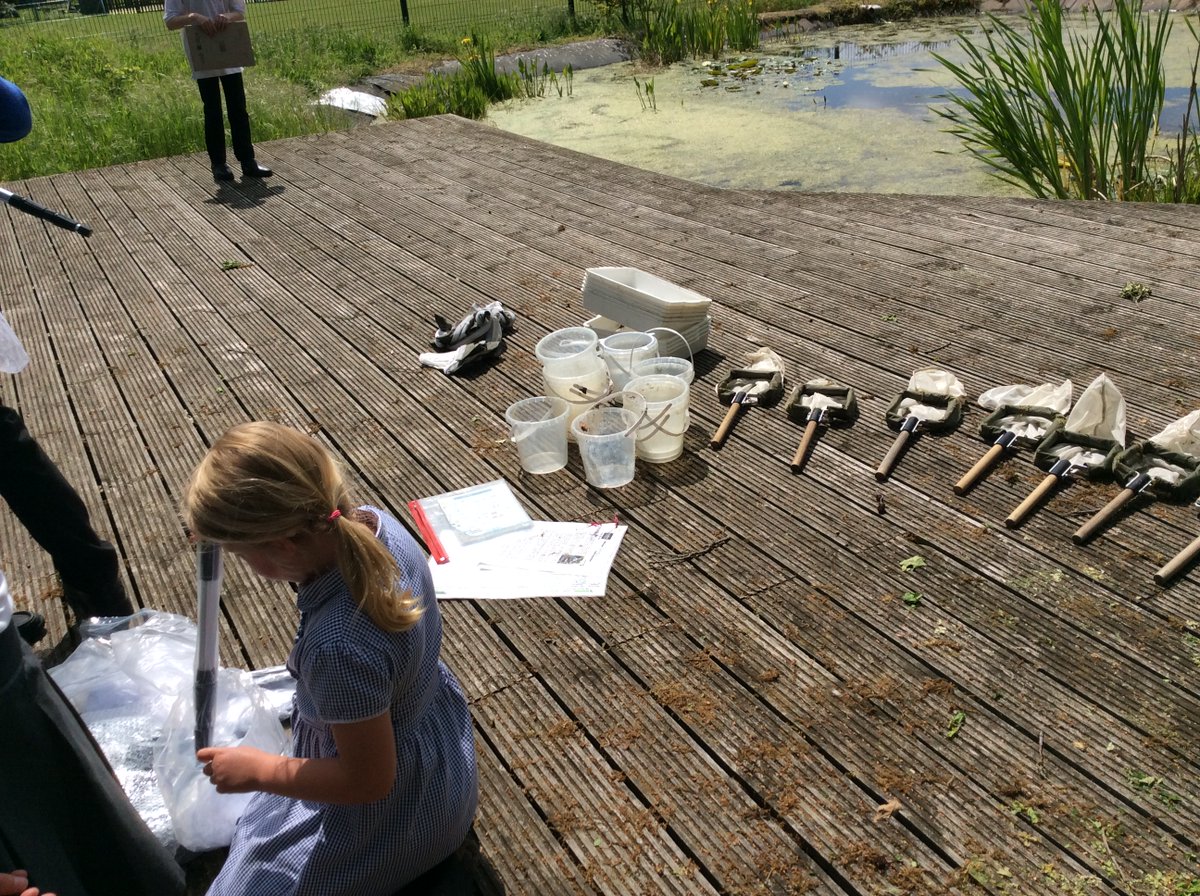 NectonY2's tweet image. The Necton Primary Eco-council were up at the pond today checking the equipment and trying out the new long-handled pond dipping nets and field study guides donated by our lovely FOSA parents group. We caught 5 baby newts in one sweep! Thanks FOSA! 🦎🐸@NectonPrimary