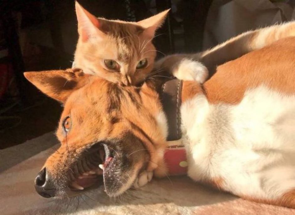 Özgür Demirtaş (@profdemirtas) on Twitter photo 