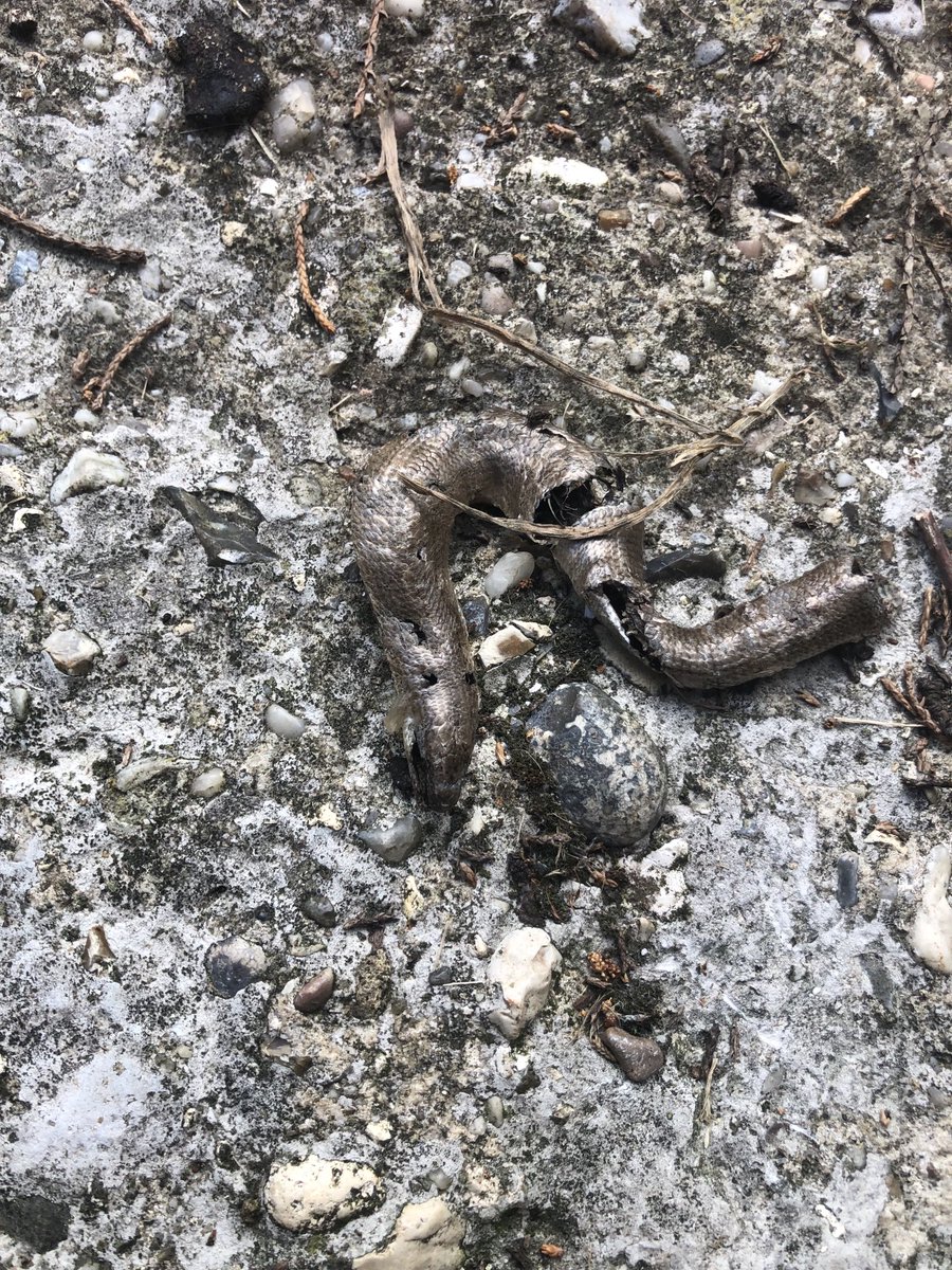 Willlambert46's tweet photo. Anyone know what this is? https://t.co/mrRswbwUjH