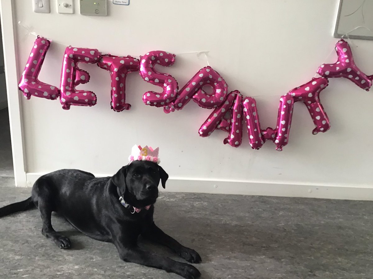 It’s my birthday!! I am 3!! I had such a great time celebrating in an Riocht with many of my best friends!! 💙🐾 

#teamddletb #birthday #communitydog