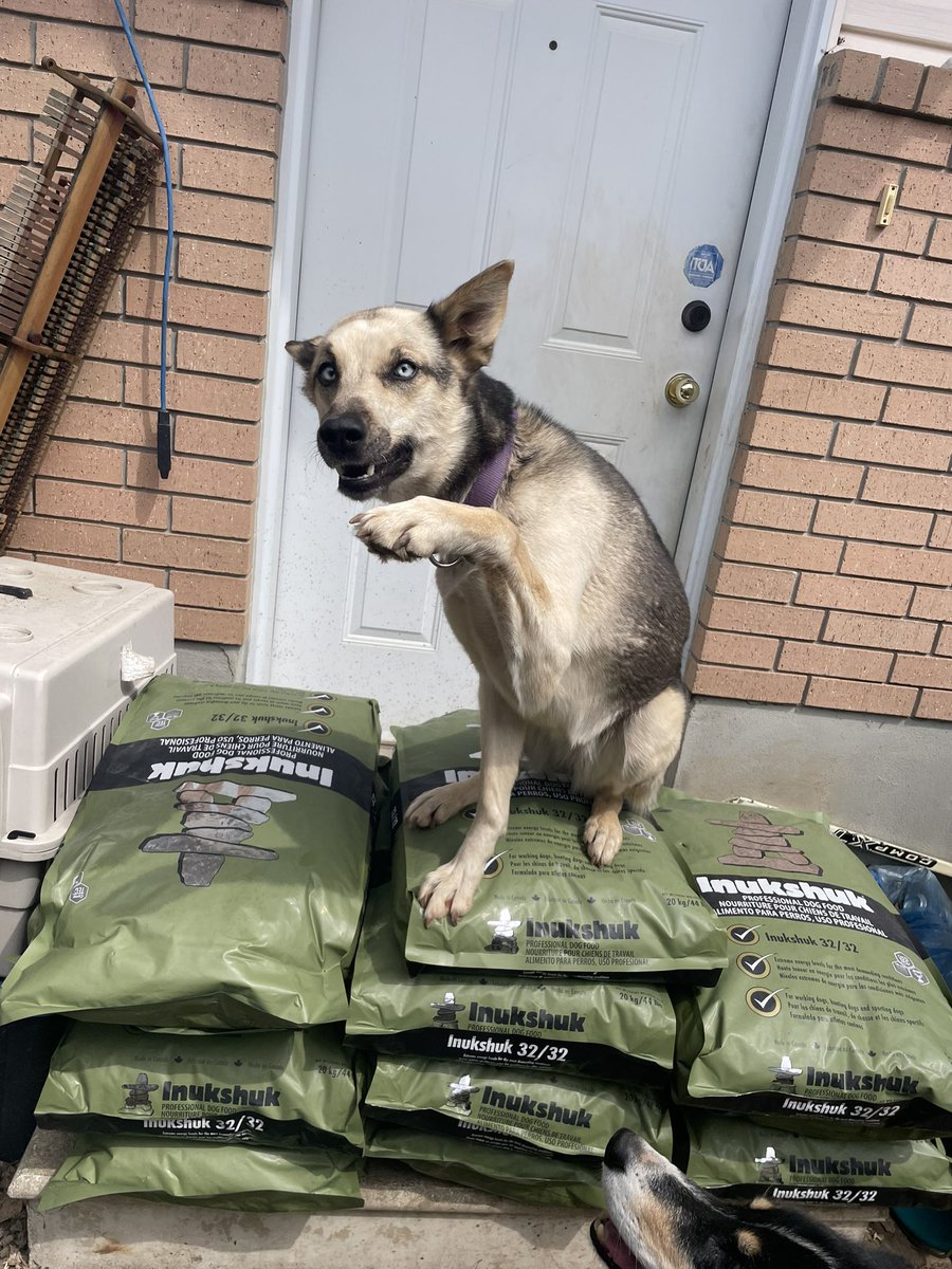 Spring dog food day with bag inspector JB. The crew love their <a href="/inukshukdogfood/">Inukshuk Dog Food</a> and JB gives it a big “paws” up!