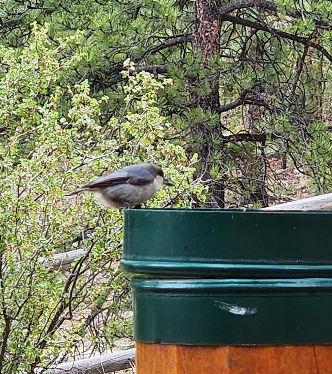 WPF - CMAA #GBR tweet media