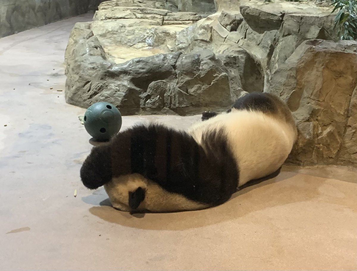 Stony Brook School tweet media