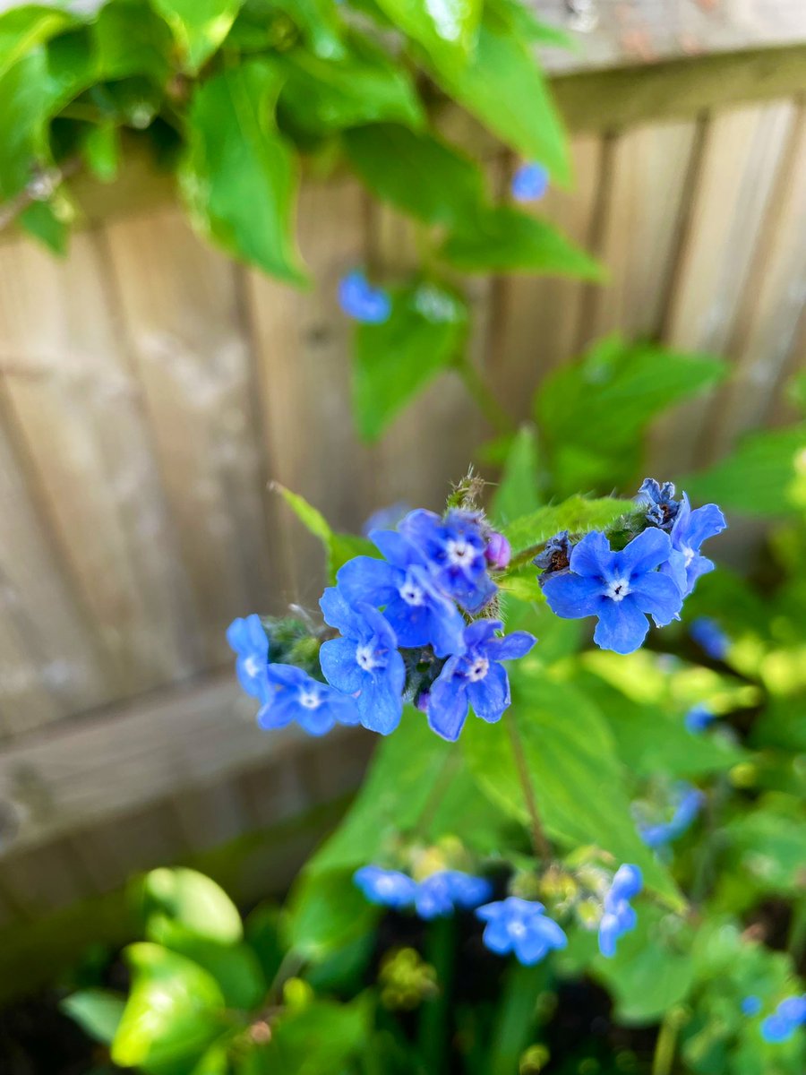 SamWakefieldCC's tweet photo. Too many pretty things in the tiny garden to put on here…

…despite whatever else is going on in the world, the sheer beauty, optimism and potential of Spring is so uplifting 😍

#Spring #Springblossom #GardeningTwitter #Cottagegarden #cottagecore #englishcountrygarden https://t.co/h39YtDqwEs